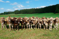 Kühe