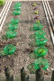 Salatpflanzen in Plastikschalen auf Beet
