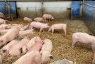 mehrere Schweine in einem Stall, liegen auf Stroh