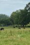 mehrere Bisons grasen auf einer Weide