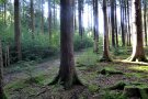 Mannshohe Verjüngung im Zaun, außerhalb vom Zaun keine Verjüngung. Foto: Blacek, AELF WM