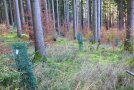 junge Tanne im Verbissschutzgitter und Buchennaturverjüngung