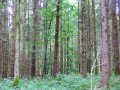 Fichtenwald mit unterständiger Buche