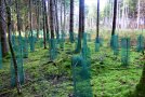 Gruppe von Wildschutzgittern mit Tannen