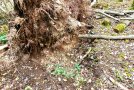 Umgekippter Wurzelteller mit reichlich Schotter 