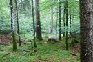 Alte Tannen mit Buchen Unter- bzw. Zwischenstand