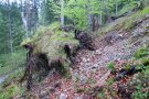 umgestürzter Wurzelteller legt Felsen frei