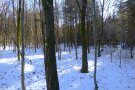 Winterliche Eichenstämme mit dünneren Linden 