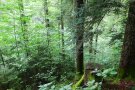 Alte Tannen, darunter junge Bäume