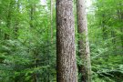 Alte Tanne, darunter Tannenverjüngung