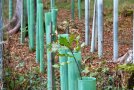 im Vordergrund Eiche mit Herbstblättern, dahinter Reihen von Wuchshüllen