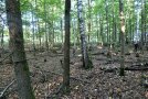 Verschiedene Stämme: raue Rinde = Eiche, glatte Rinde = Linde, weiße Rinde = Birke
