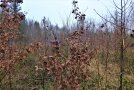 Eichen und Linden mit farbigen Bändern markiert