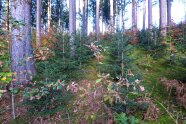 junge Buchen und Eichen im bunten Herbstlaub und Tannen unter alten Fichten