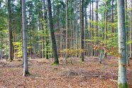 Stämme von Buche, Fichte und Eiche