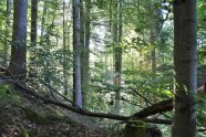 Blick in den Naturwald bei Hohenpeißenberg