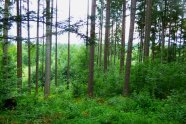 Ein Bild eines Waldes mit Tannen und Buchenverjüngung