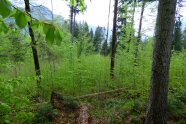 alte Tannen, Buchen und Fichten darunter Laubholzverjüngung