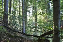 Blick in den Naturwald bei Hohenpeißenberg