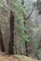 Stehender Toter Baum mit Höhlen