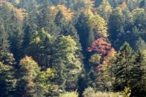 Herbstlicher Bergwald im Estergebirge