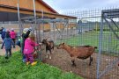 Kinder stehen vor einem Gehege mit Ziegen