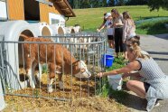 Personen stehen vor Kälberboxen und füttern die Tiere