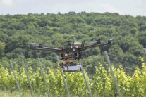 Drohne über Weinreben