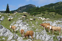 Almwirtschaft: Kühe und Schafe auf der Alm